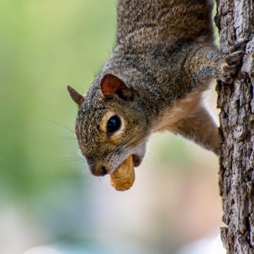 quirrel-peanut-animal-rodent-5210943/