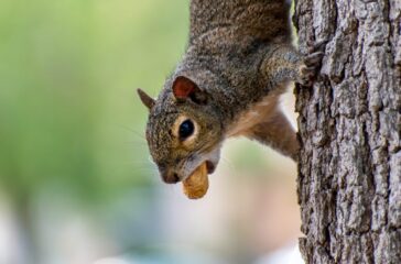 quirrel-peanut-animal-rodent-5210943/