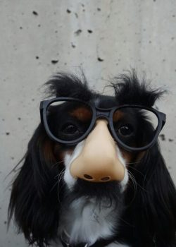 black-and-white-dog-with-disguise-eyeglasses-wOHH-NUTvVc