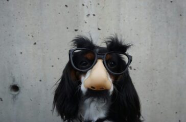 black-and-white-dog-with-disguise-eyeglasses-wOHH-NUTvVc