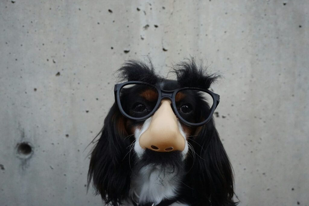 black-and-white-dog-with-disguise-eyeglasses-wOHH-NUTvVc