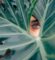 woman-peeking-over-green-leaf-plant-taken-at-daytime-cTKGZJTMJQU