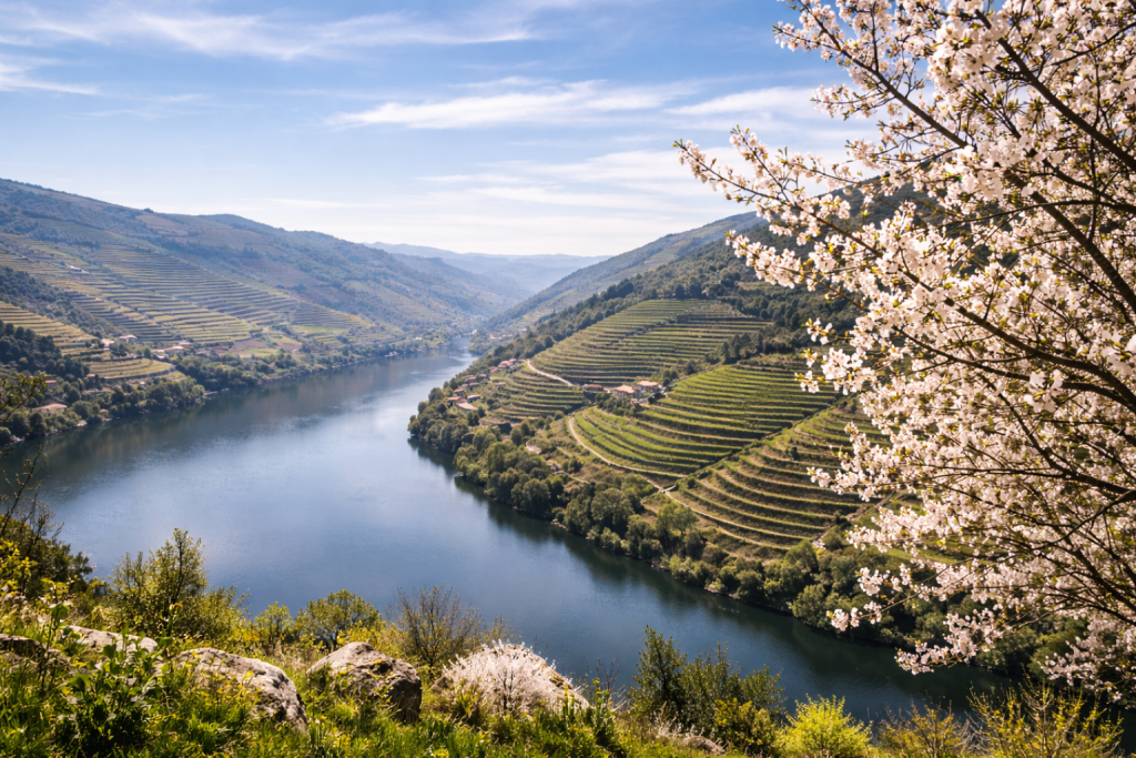 Vale do Douro em março com rio serpenteando entre vinhas em socalcos e amendoeiras em flor em primeiro plano sob céu azul claro.