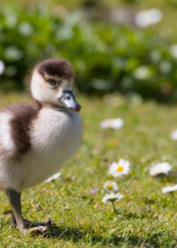 caminhada tranquila natureza primeiro dia de primavera. bird-duck-duckling-nature-spring-5079185/