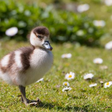caminhada tranquila natureza primeiro dia de primavera. bird-duck-duckling-nature-spring-5079185/