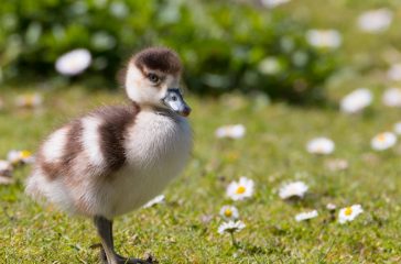 caminhada tranquila natureza primeiro dia de primavera. bird-duck-duckling-nature-spring-5079185/