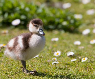 caminhada tranquila natureza primeiro dia de primavera. bird-duck-duckling-nature-spring-5079185/