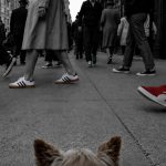 Perspetiva baixa de uma pequena cadela numa rua urbana em preto e branco, rodeada por pessoas de várias idades com ténis clássicos em cor, incluindo Converse, Samba e PUMA Suede.