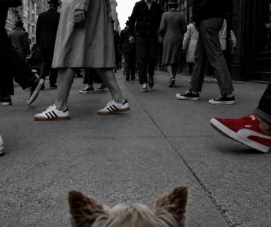 Perspetiva baixa de uma pequena cadela numa rua urbana em preto e branco, rodeada por pessoas de várias idades com ténis clássicos em cor, incluindo Converse, Samba e PUMA Suede.