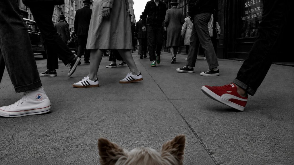 Perspetiva baixa de uma pequena cadela numa rua urbana em preto e branco, rodeada por pessoas de várias idades com ténis clássicos em cor, incluindo Converse, Samba e PUMA Suede.